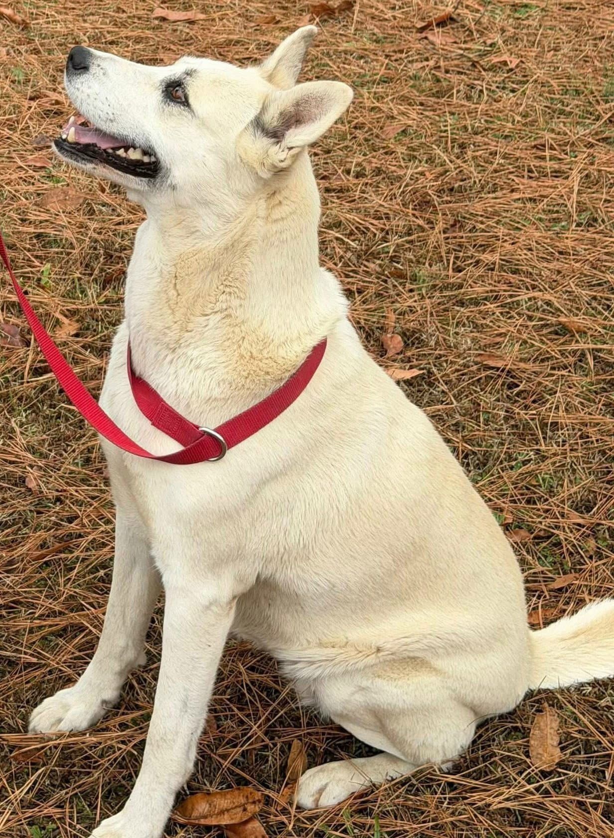 Maggie - White German Shepherd