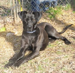 Lucas image 3