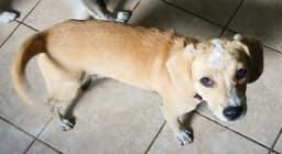 Barney image 1