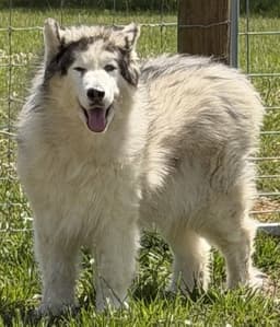 Yeti image 1
