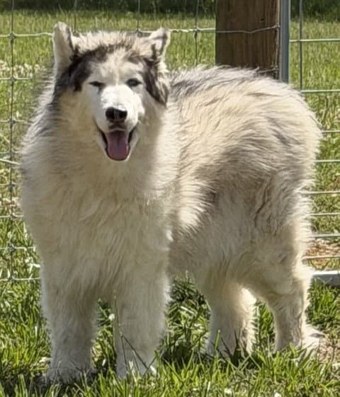 Yeti - Alaskan Malamute