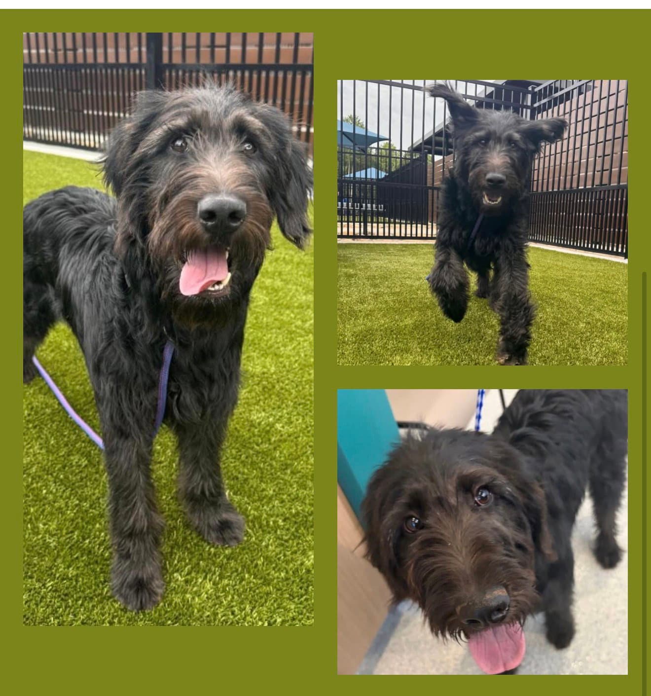 Bernard - Poodle (Standard)