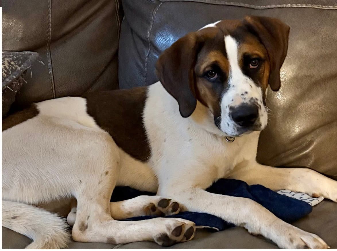 Cooper - Hound