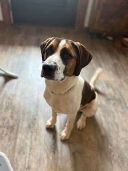 Cooper image 2