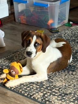 Cooper image 3