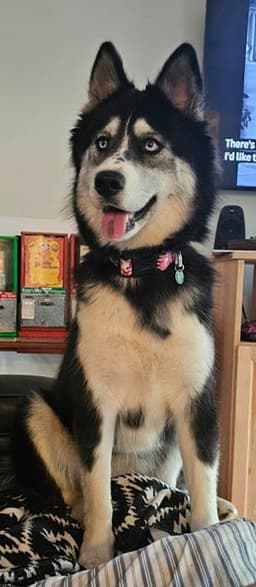 Loki image 1