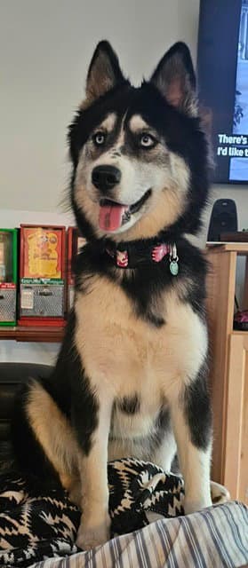 Loki - Husky