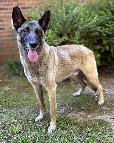 Richard - Belgian Shepherd Malinois