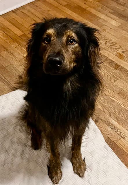 Thaddeus - Australian Shepherd