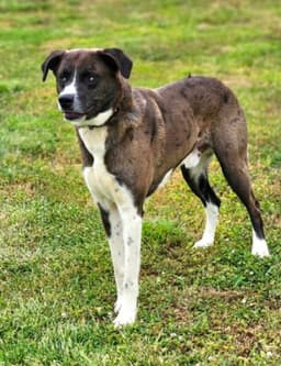 Benny image 4