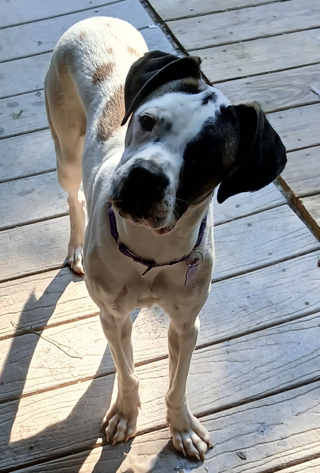 Sunshine - Boxer