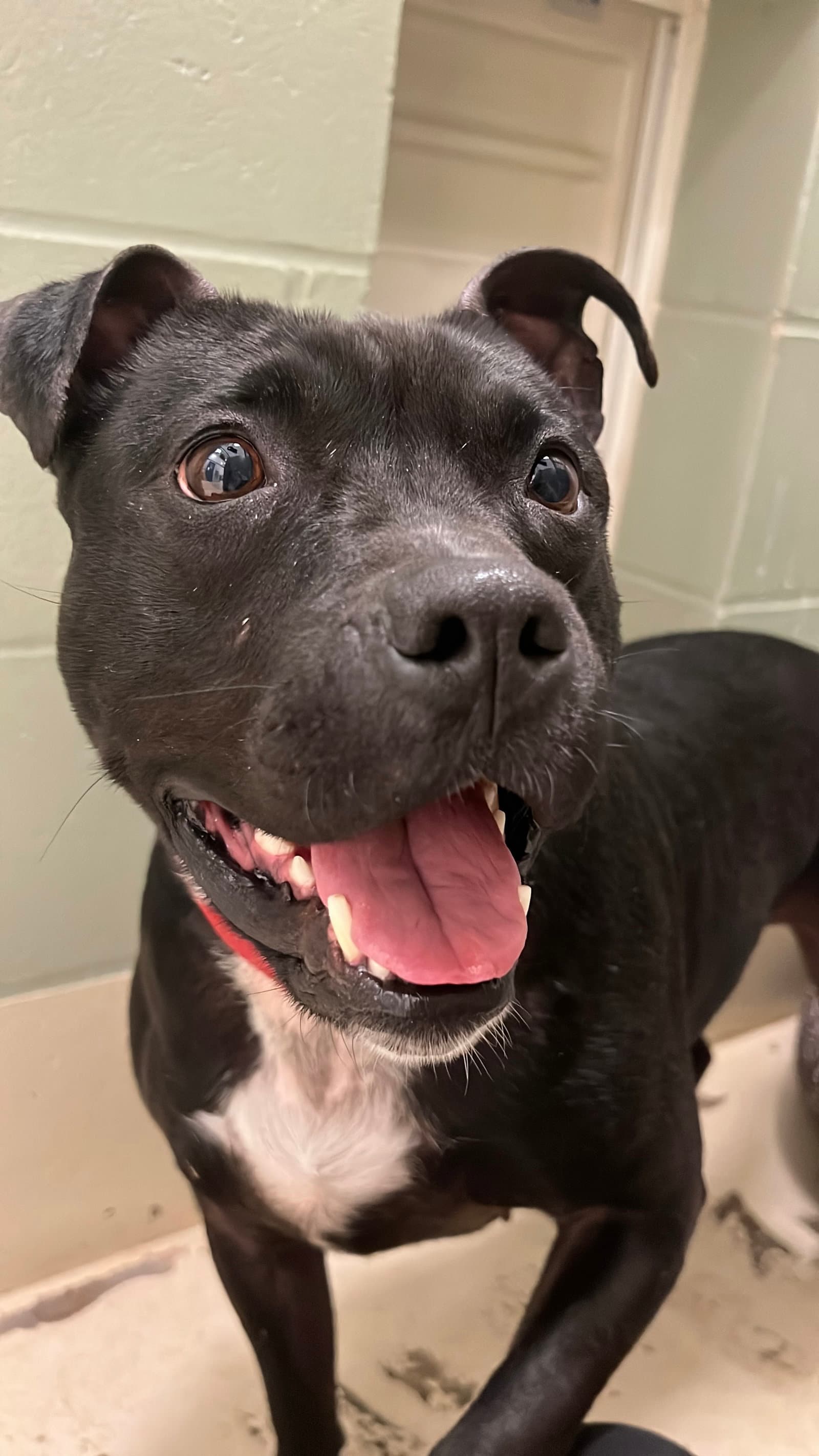 Kwe - Pit Bull Terrier