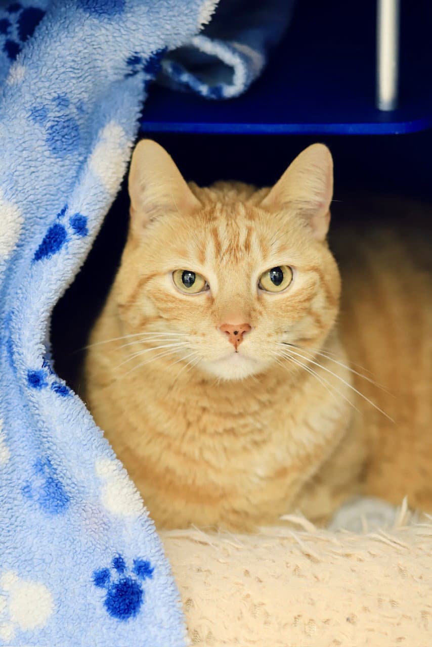 Steve - Domestic Short Hair