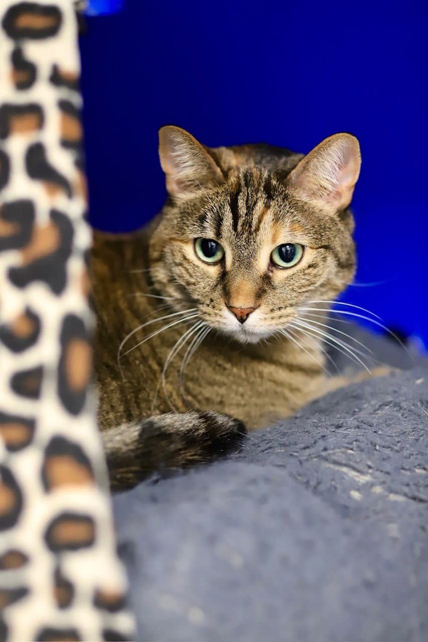 Jazz - Domestic Short Hair
