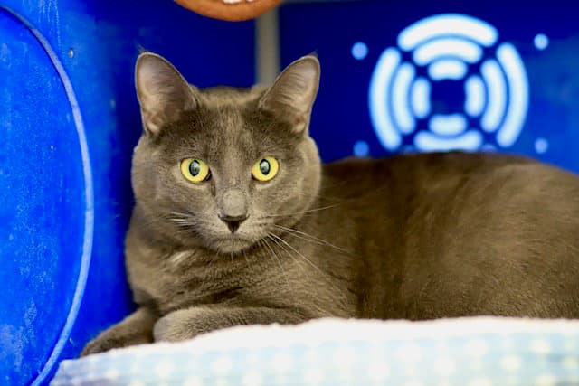 Lincoln - Domestic Short Hair
