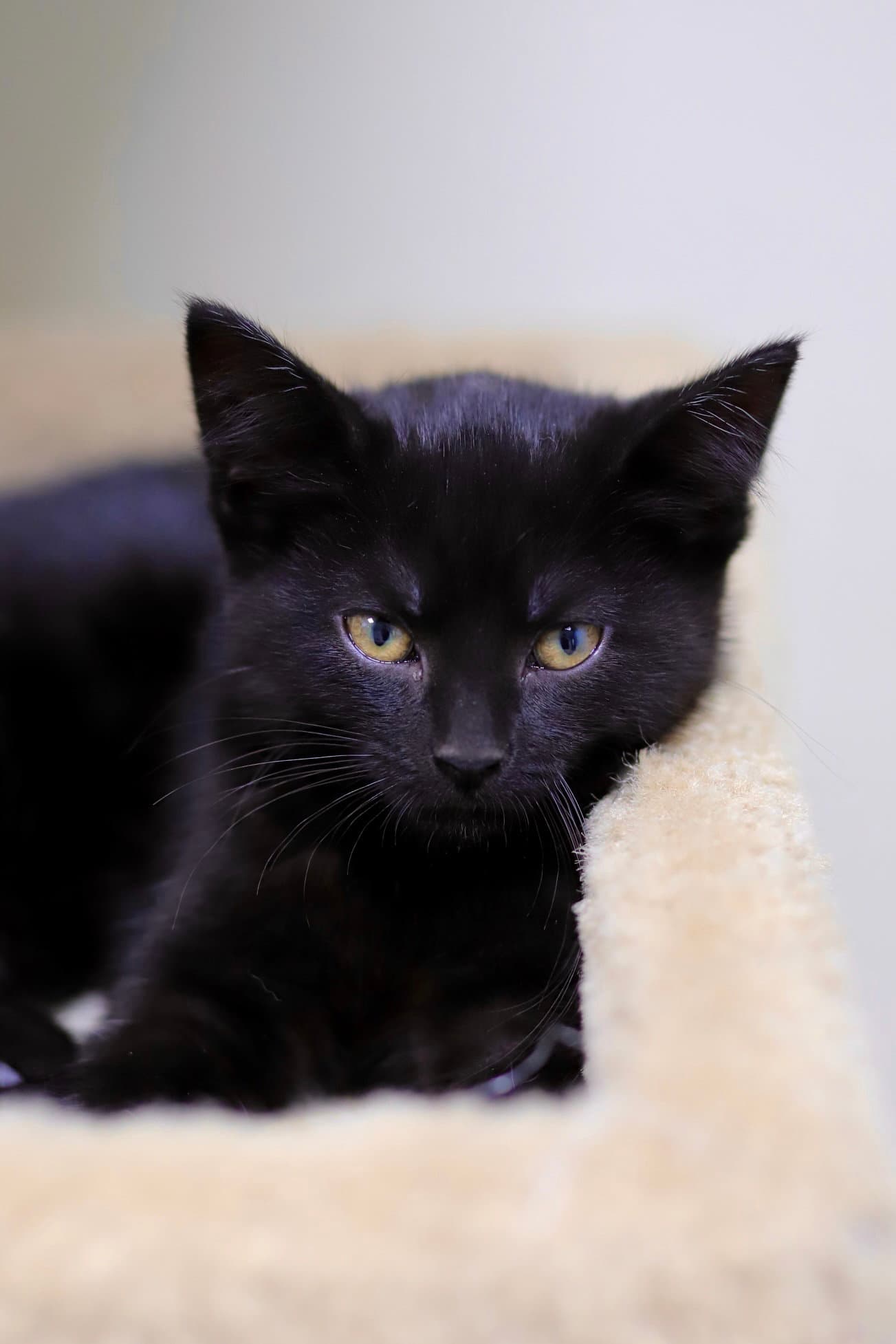 Roo - Domestic Short Hair