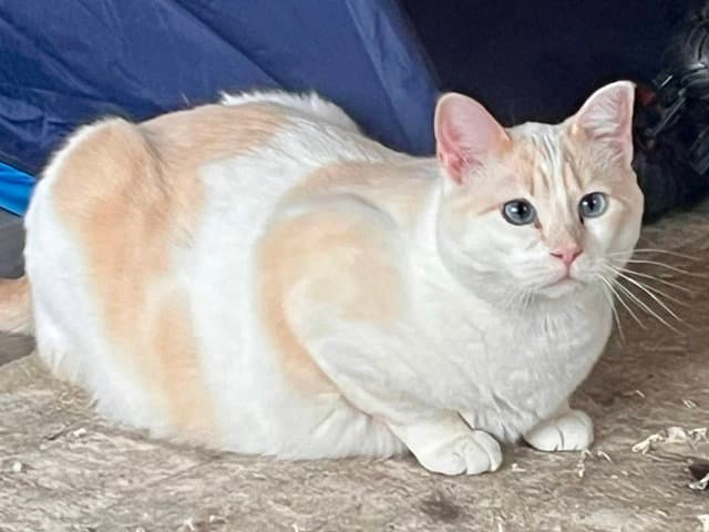 Sylvie - Domestic Short Hair