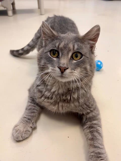 Scooby - Domestic Short Hair