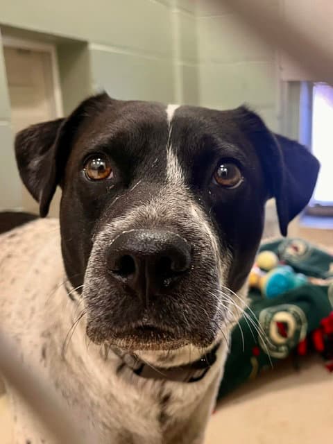 Chico - Australian Cattle Dog/Blue Heeler
