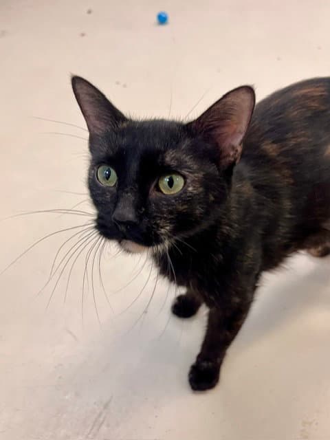Miss Macdonald - Domestic Short Hair
