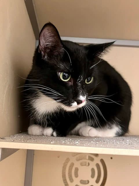 Verbena - Domestic Short Hair