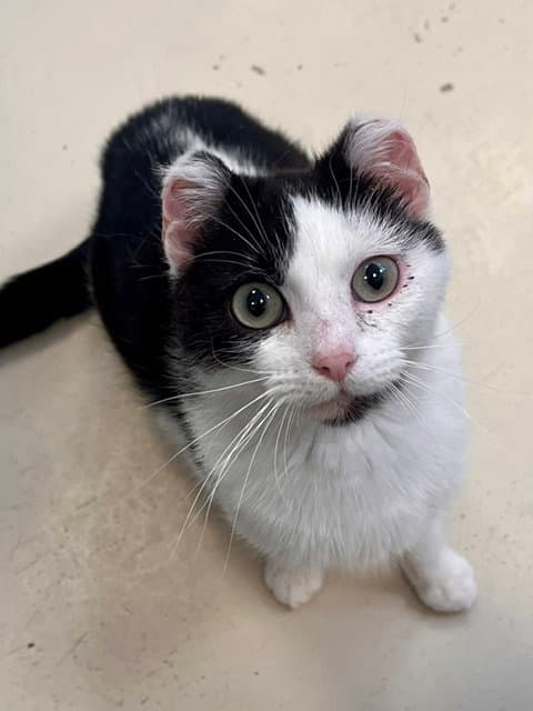 Binxy - Domestic Short Hair