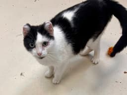 Binxy image 2