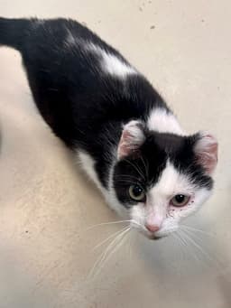 Binxy image 3