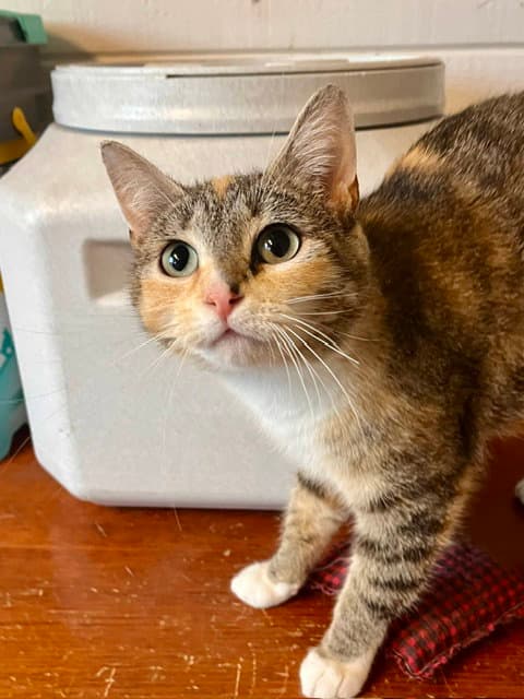 Harper - Domestic Short Hair