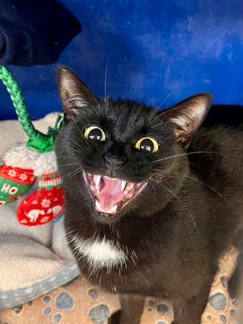 Cake - Domestic Short Hair