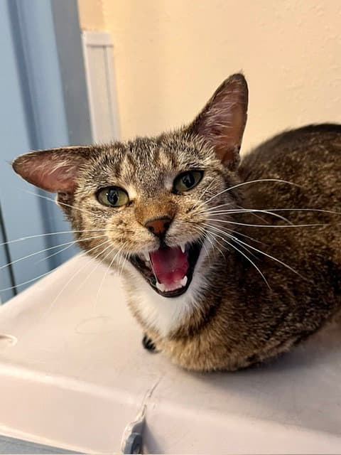 Pickle - Domestic Short Hair