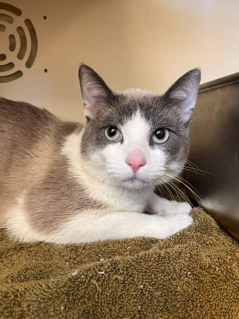 Tony - Domestic Short Hair