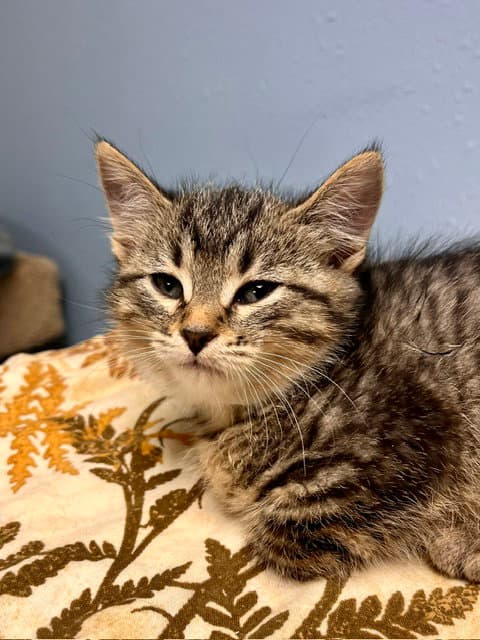 Trix - Domestic Short Hair