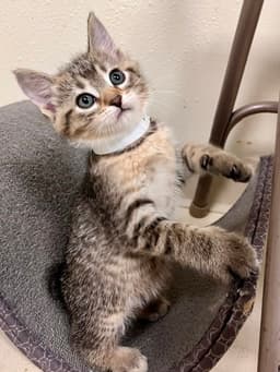 Cheerio image 2