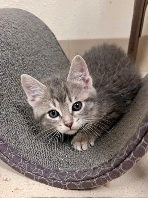 Pebbles - Domestic Short Hair