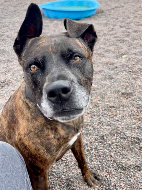 Jade - Pit Bull Terrier