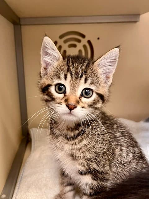 Canoe - Domestic Medium Hair