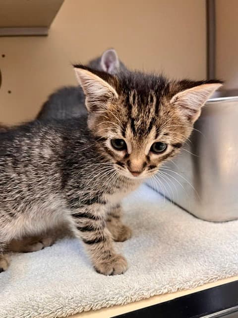 Paddle - Domestic Medium Hair