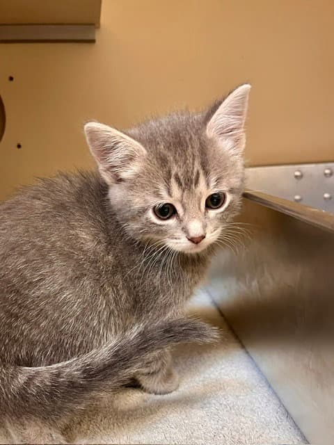Sailor - Domestic Short Hair