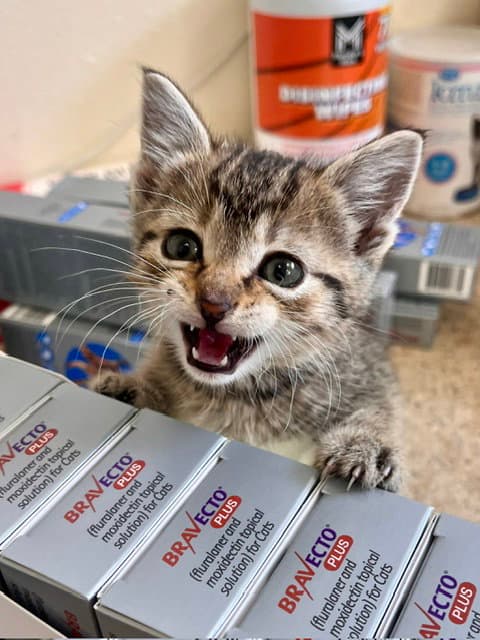 Marie - Domestic Short Hair