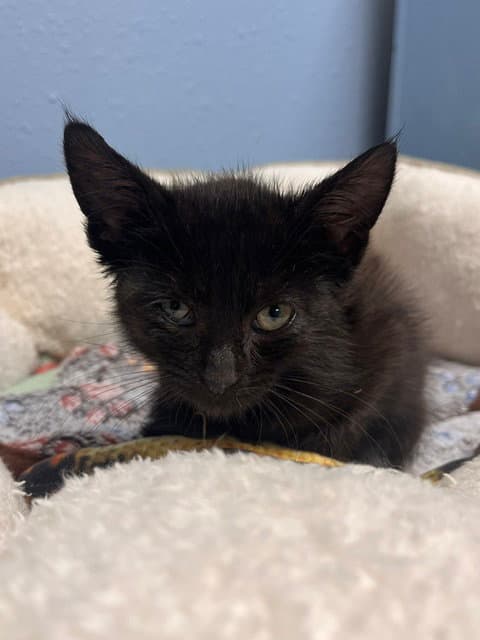 Joanne - Domestic Short Hair
