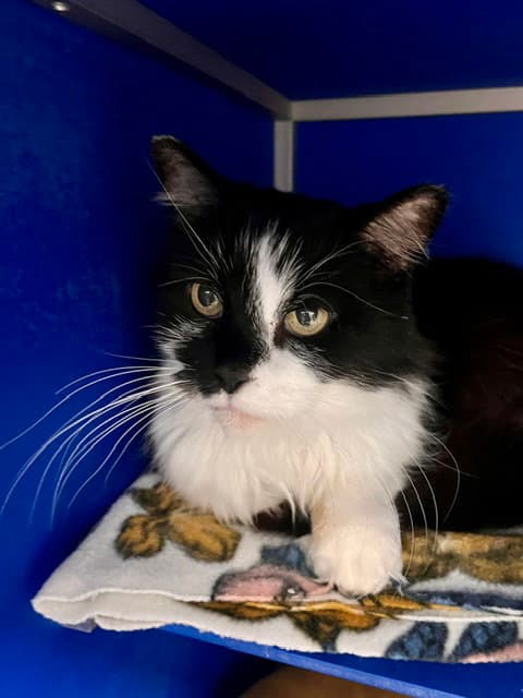 Samantha - Domestic Long Hair