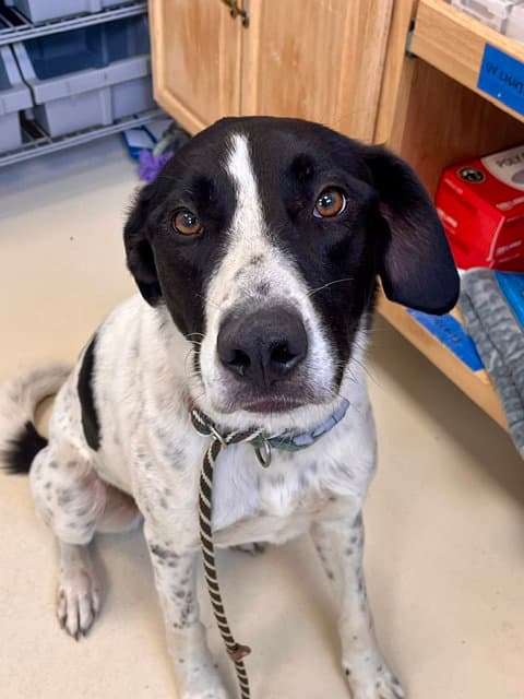 Obie - German Shorthaired Pointer