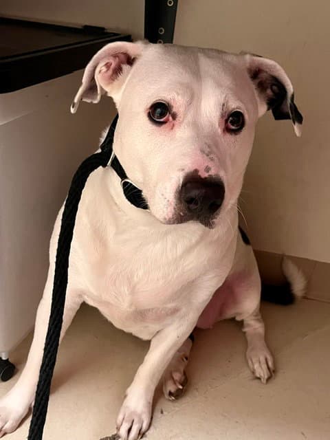 Rhonda - Pit Bull Terrier