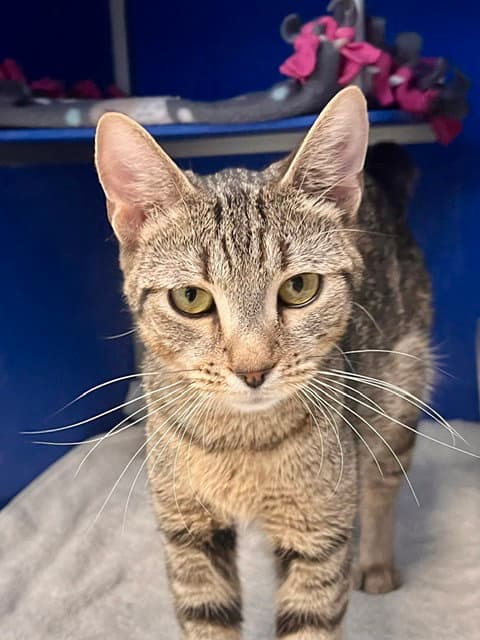 Mixie - Domestic Short Hair