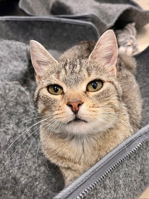 Bobbi - Domestic Short Hair