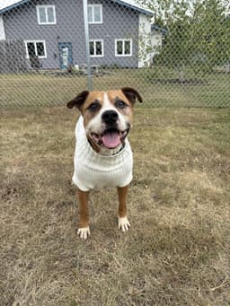 Copper image 3