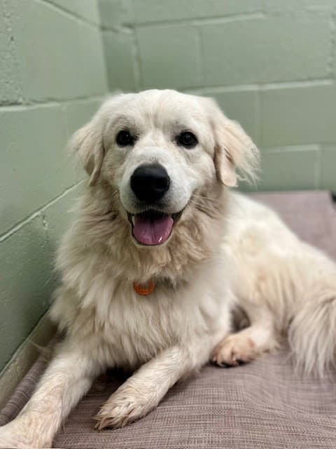 Yeti - Great Pyrenees