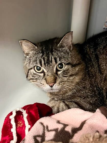 Butch Barn Cat - Domestic Short Hair