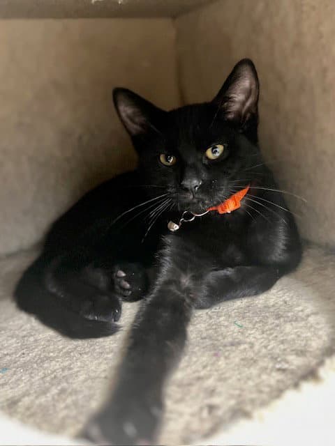 Saki - Domestic Short Hair